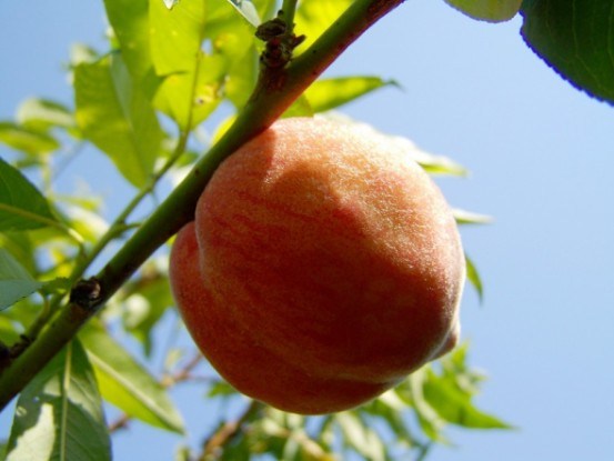 Зеленое черенкование персика