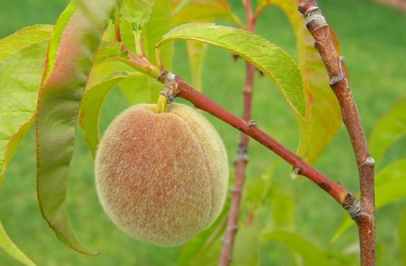 Час для персиків: переваги і недоліки осінньої та весняної посадок  
