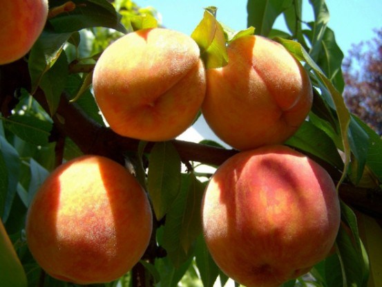 Повна чаша: формування дерев персика, які підвищують продуктивність 