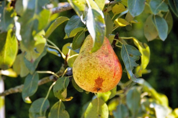 Друга після яблуні – груша: досвід вирощування імунних та продуктивних сортів зарубіжної селекції 