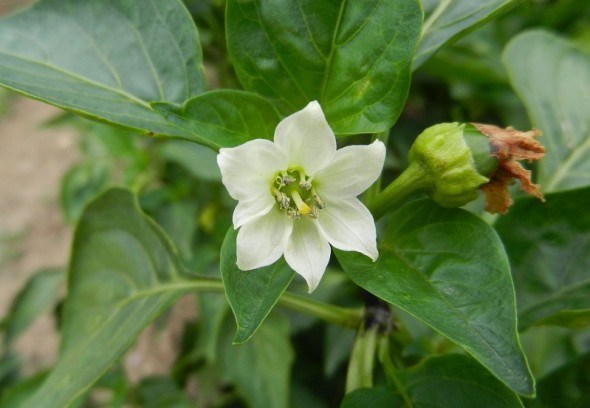 Когда зацветает «королевский» цветок: агротехника выращивания болгарского перца