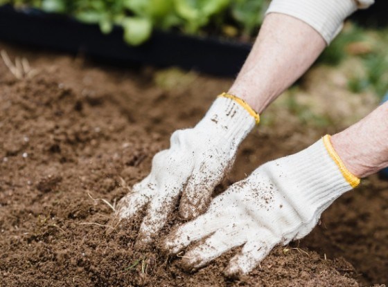 Зловмисні дротяники: як захистити город від ґрунтових шкідників 