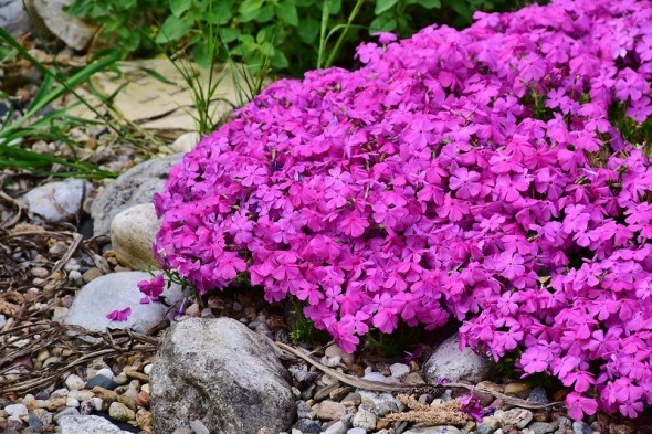 Травневі варіації скельного садка: рослини для весняного цвітіння у альпінарії 