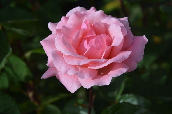 Захист троянд від хвороб та шкідників 