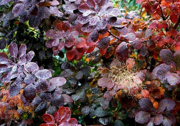 Коли опало листя і заснули квіти: роботи в декоративному саду в останній місяць осені