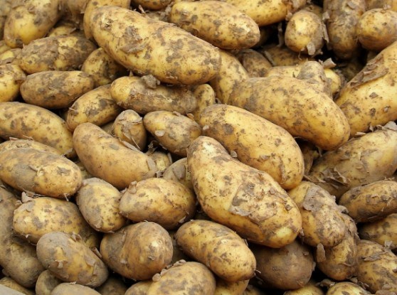 картопляні нематоди 