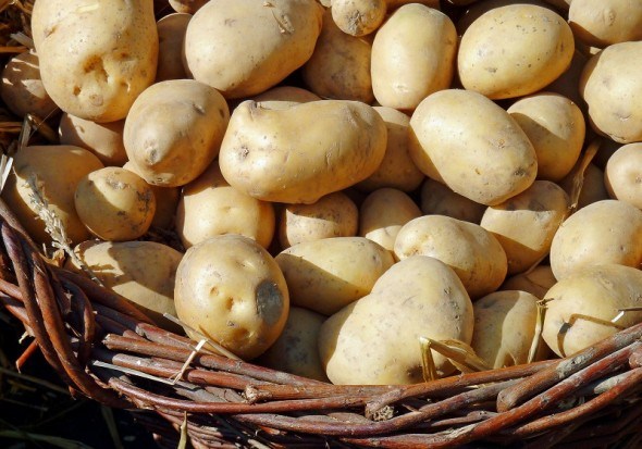 як зберегти картоплю до весни