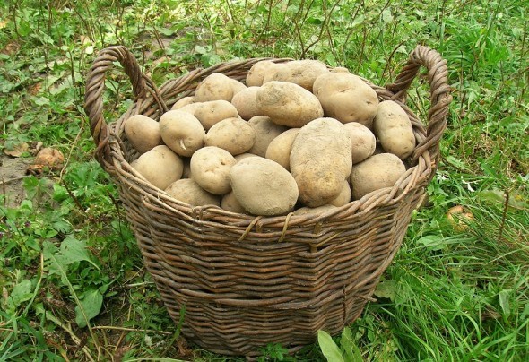 Бережи свій врожай: особливості збору і зберігання цибулі та картоплі  