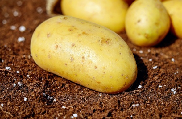 Тексіо Велум -  захист картоплі та овочів від шкідників та хвороб! 