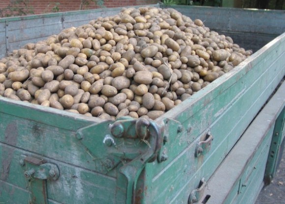 Якщо картопля поспішає: запобігаємо передчасному проростанню бульб 