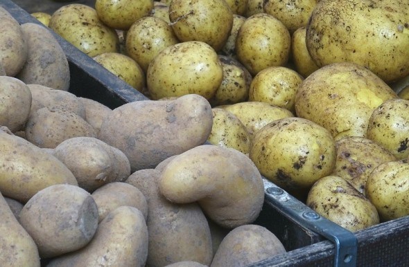 Дві програми яровізації картоплі: обов&#039;язкові та додаткові операції з передпосівної обробки бульб 