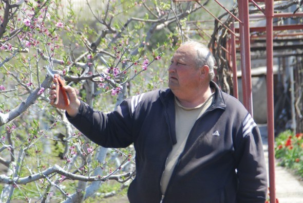 Весна, сповнена клопотів: доглядаємо персиковий сад  