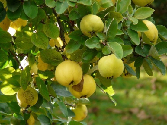 Сад яблук золотих: посадка, формування, розмноження і щеплення айви звичайної 