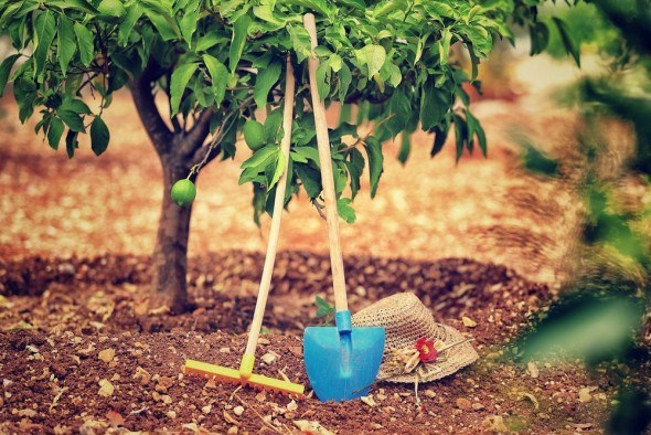 Применении органических и минеральных удобрений урожайность плодовых деревьев увеличивается от 40 до 80 % без ухудшения качества плодов