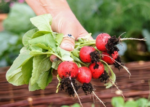 Редис без хлопот: выращиваем самые скороспелые корнеплоды  