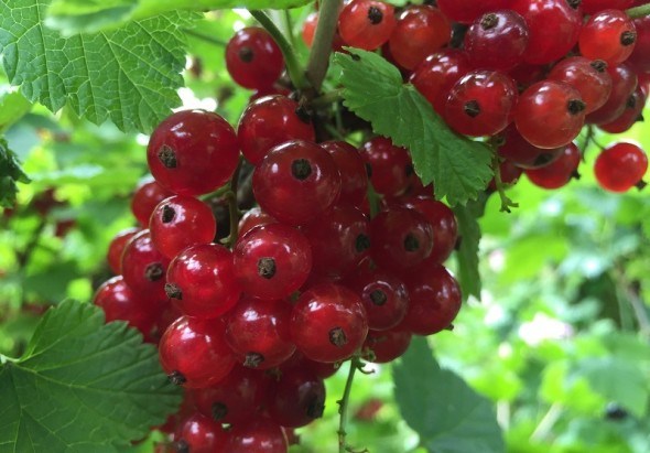 Сердечная ягода: красная смородина на приусадебных участках