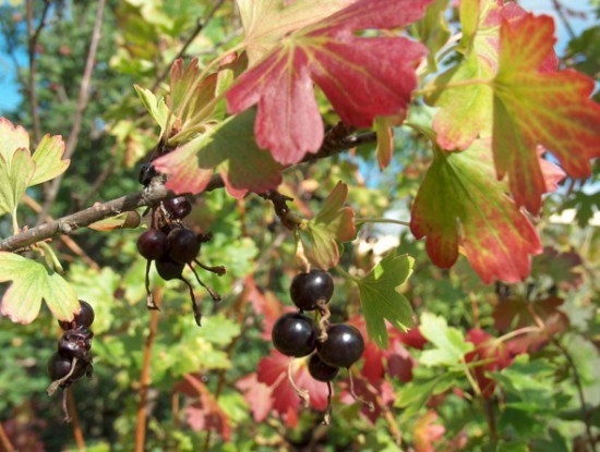 Смородина золотистая — ценная ягода: выращивание и полезные свойства