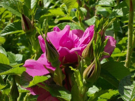 Такій красуні не страшні морози: троянда японська у садибі