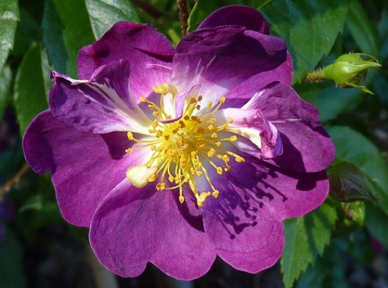 «Ліани»серед троянд: цікаві сорти і основний догляд 