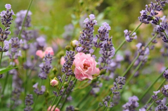 Свято аромату: створюємо сад пахощів з ароматичних рослин та квітів  