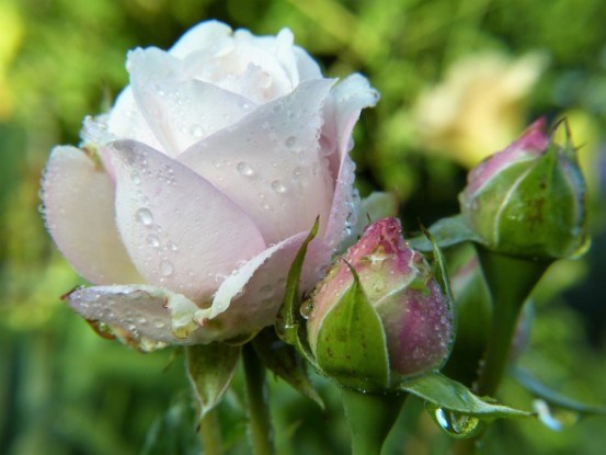 Троянди, свіжі та прекрасні: цілющі сили трояндових пелюстків