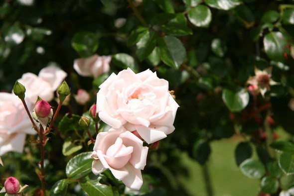 Гарні і витривалі: сорти троянд, що не бояться заморозків  