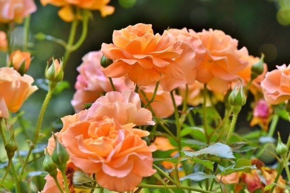 Королівське меню: поливи та підживлення для пишного цвітіння троянд 