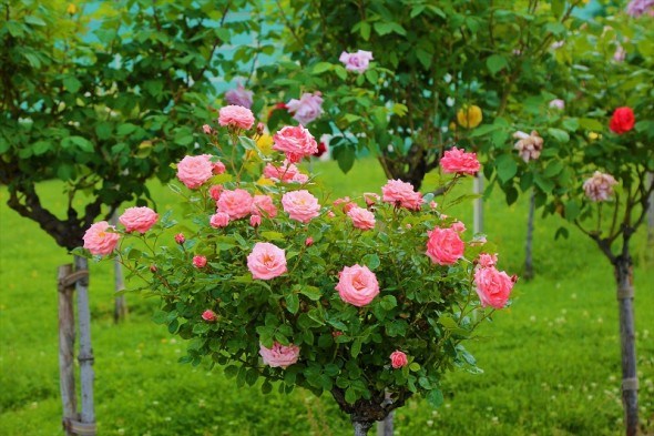Трояндові дерева: особливості догляду штамбовими формами 