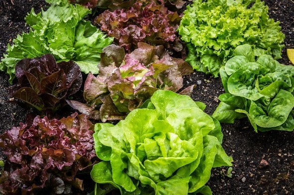 Как вырастить весенний салат