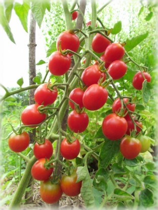 Сорт томатов черри Шалун