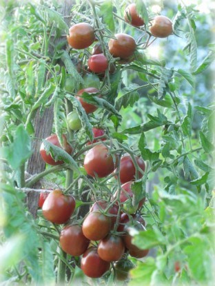 Сорт томатов черри Шоколадная капелька