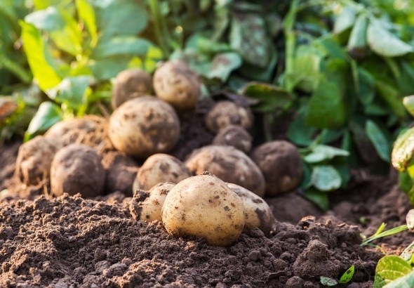 Захист картоплі від хвороб