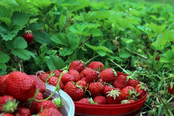 Жива ягода: вирощування органічної садової суниці 