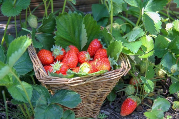 Перші ягоди – найсолодші:  як впливати на строки дозрівання врожаю ягідних культур
