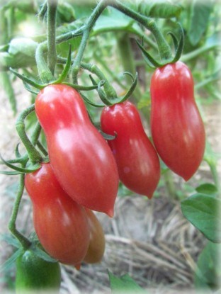 Сорт томатов черри Sugary