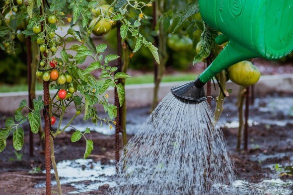 Кожному овочу – свій полив: водний режим для городніх культур 