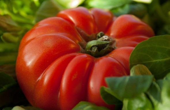 В мире крупноплодных томатов