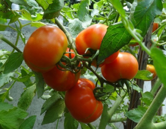 Здоровий врожай огірків та томатів на столі 