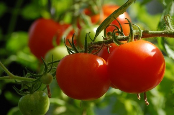 Захист томатів на присадибних ділянках