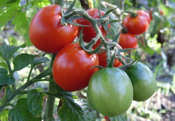 Сеем по-новому! Безрассадное выращивание томатов