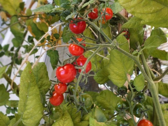 Мініатюрний сад: досвід вирощування помідорів на балконі 