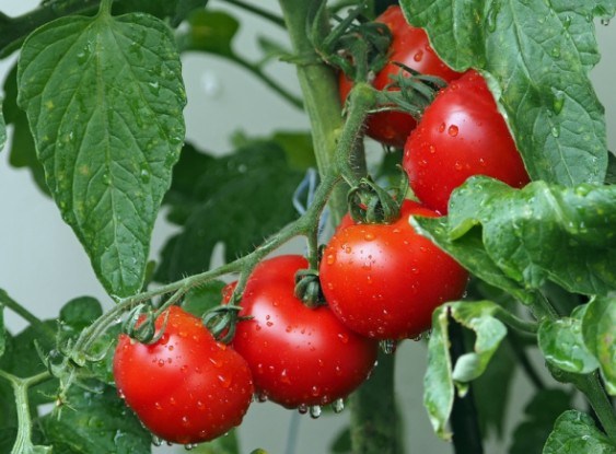 Уплотненные томаты