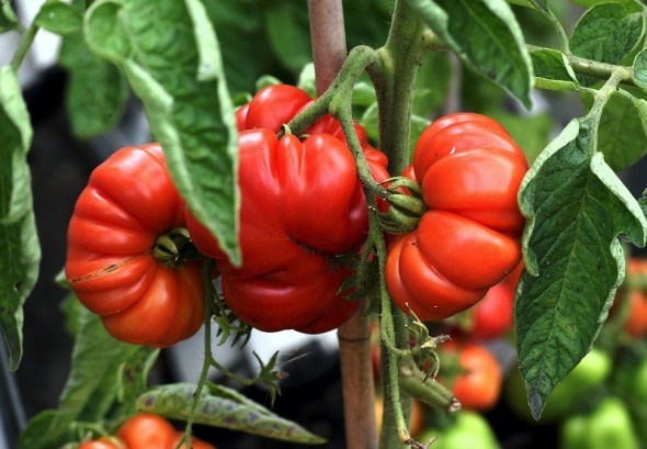 Краса і гордість городника: як отримати високі врожаї помідор у захищеному ґрунті 