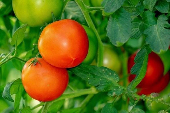 Щоб помідор почервонів: агроприйоми для регулювання росту рослин та дозрівання врожаю 