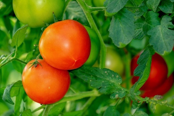 Захист картоплі та томатів від хвороб