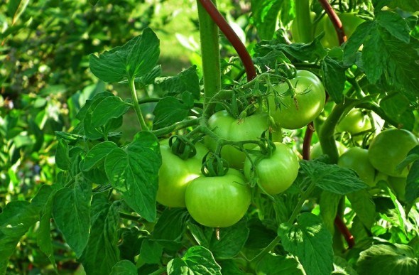 Справа у листі: агроприйоми від практика для гарного врожаю помідорів  