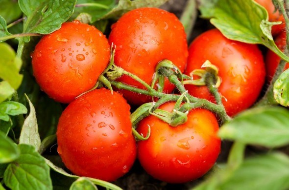 Выращивание томатов