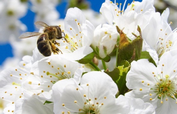 Прованто Вернал - безпечний до бджіл та нещадний до шкідників саду і городу! 