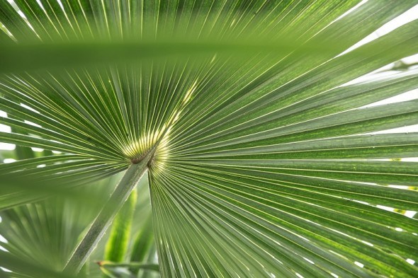 Величні &quot;принци рослинного світу&quot;: особливості вирощування різних видів пальм 