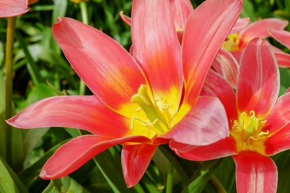 Про Грейга, Кауфмана та Фостера: класи ботанічних тюльпанів та їх використання в дизайні саду 